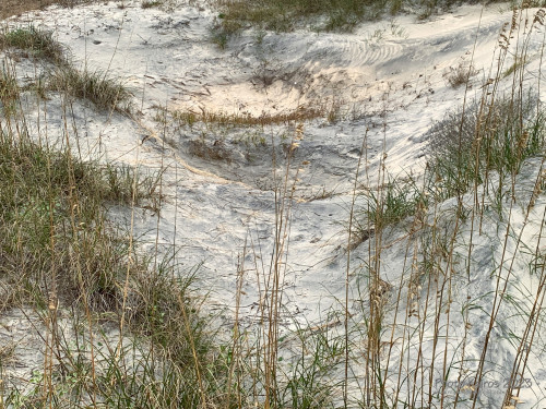 Sapelo 2023