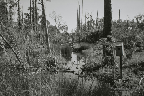 Sapelo 2024