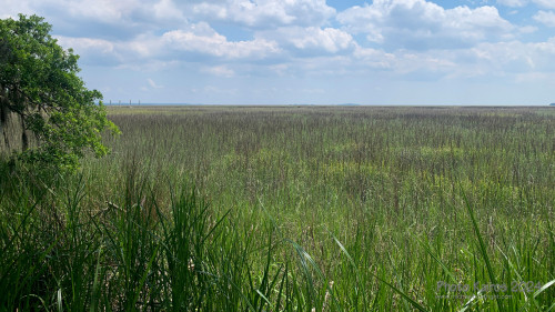 Sapelo 2024