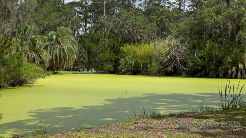 Sapelo 2025